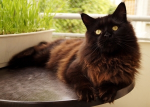 Black Smoke Maine Coon Kittens: Your New Furry Friend Awaits!